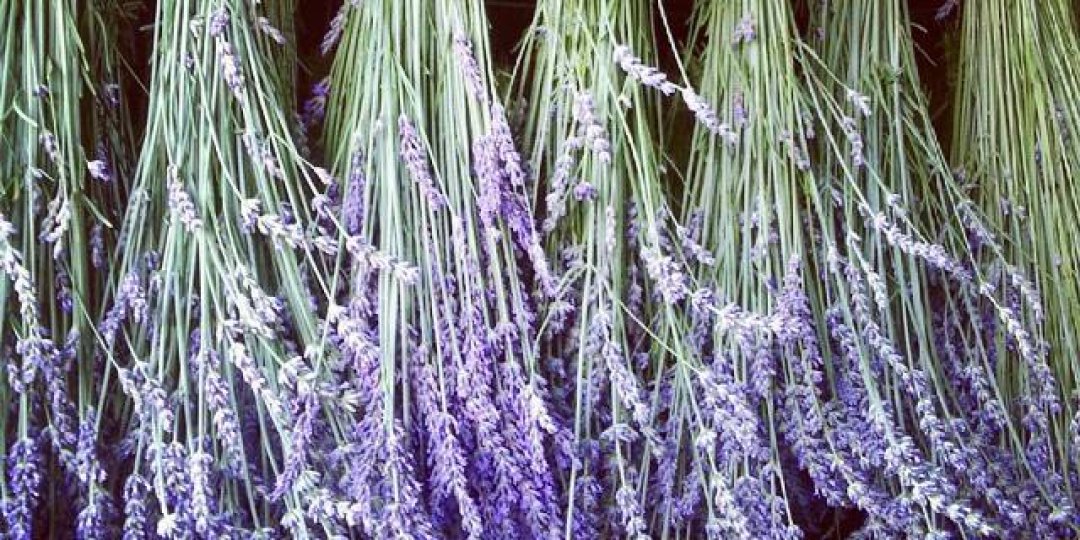 Φεστιβάλ Λεβάντας στο Αυγόρου - Κεντρική Εικόνα